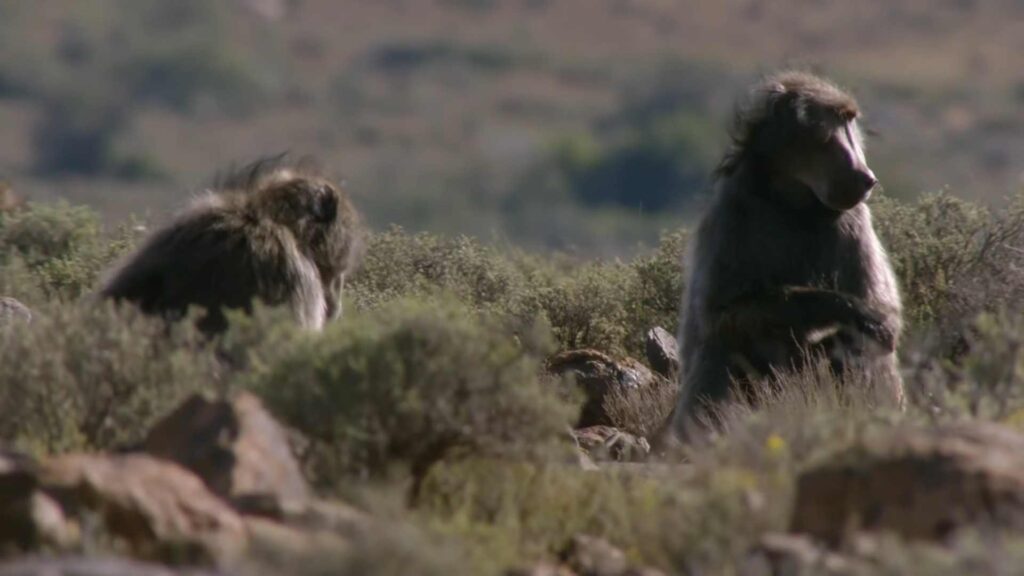 Karoo National Park In South Africa