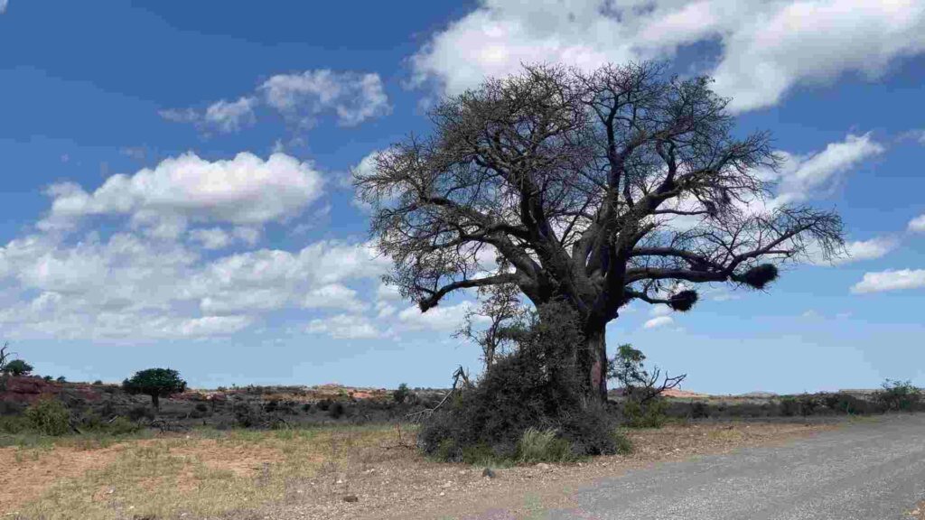 . Mapungubwe National Park in South Africa