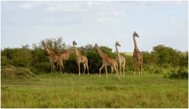 Singita Grumeti and Angama Safari Camp