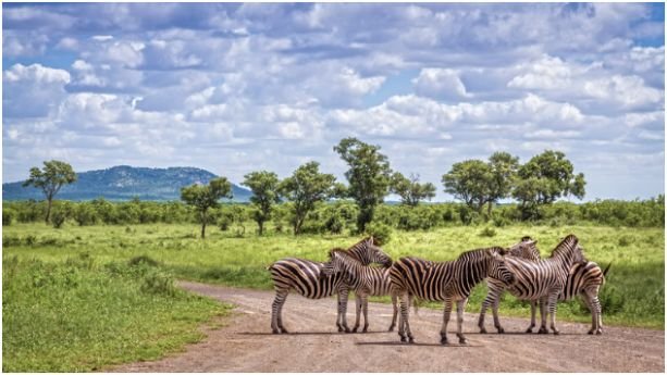 Greater Kruger Area, South Africa