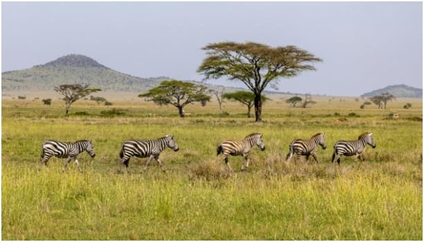 Serengeti National Park, Tanzania