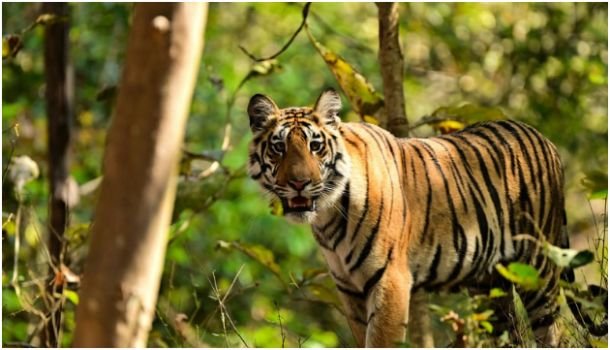 India’s Tiger and Rhino Parks