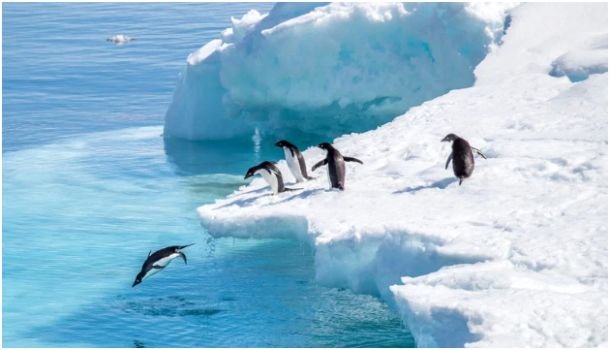 Antarctica- wildlife destinations for travelers who love nature and animals